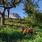 Bauernhof Vorderstiedler Agroturismo