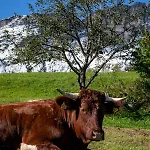 Bauernhof Vorderstiedler Agroturismo *