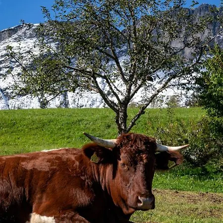 Bauernhof Vorderstiedler 팜스테이 *